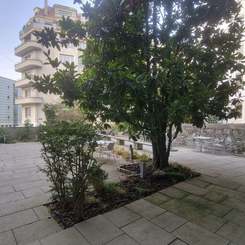 Arbre et terrasse du jardin